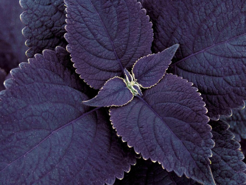 purple-coleus-black-prince-proven-winners