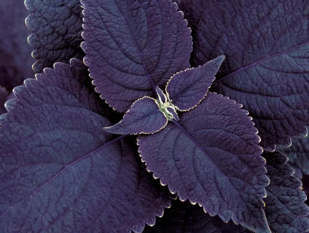 purple-coleus-black-prince-proven-winners