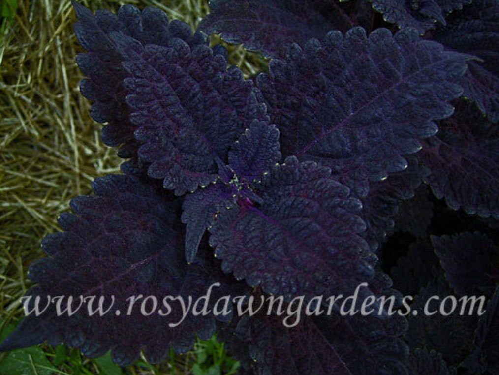purple-coleus-blackberry-waffles