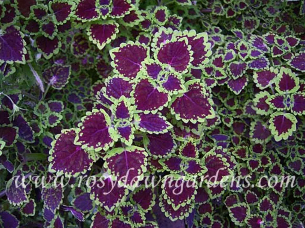 purple-coleus-burgundy-wedding-train