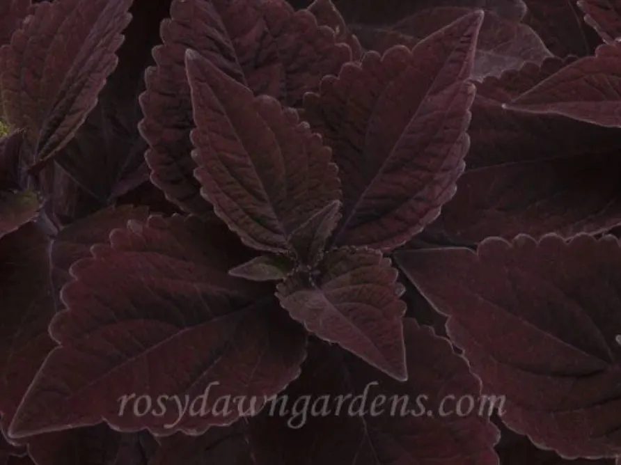 purple-coleus-chocolate-velveteen