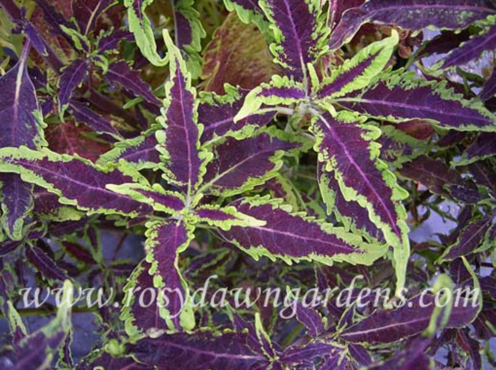 purple-coleus-darth-vader