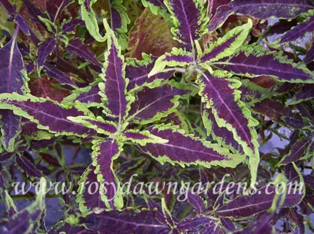 purple-coleus-darth-vader