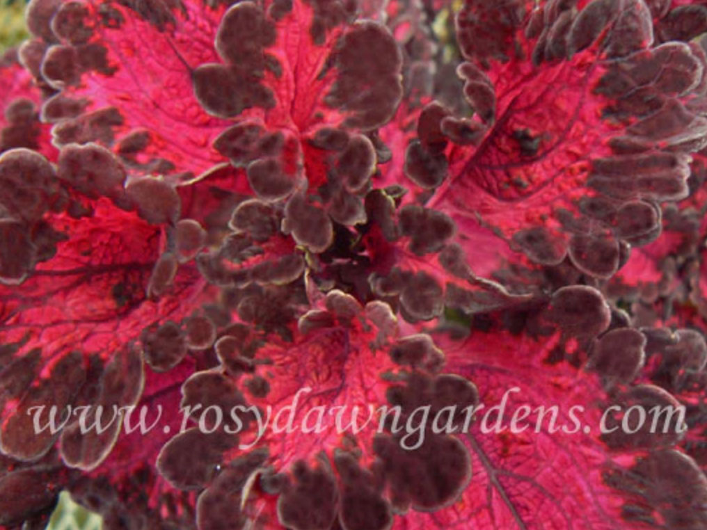 purple-coleus-enchantress