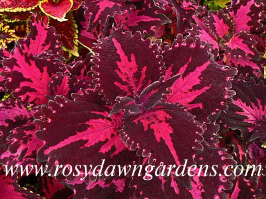 purple-coleus-flamingo