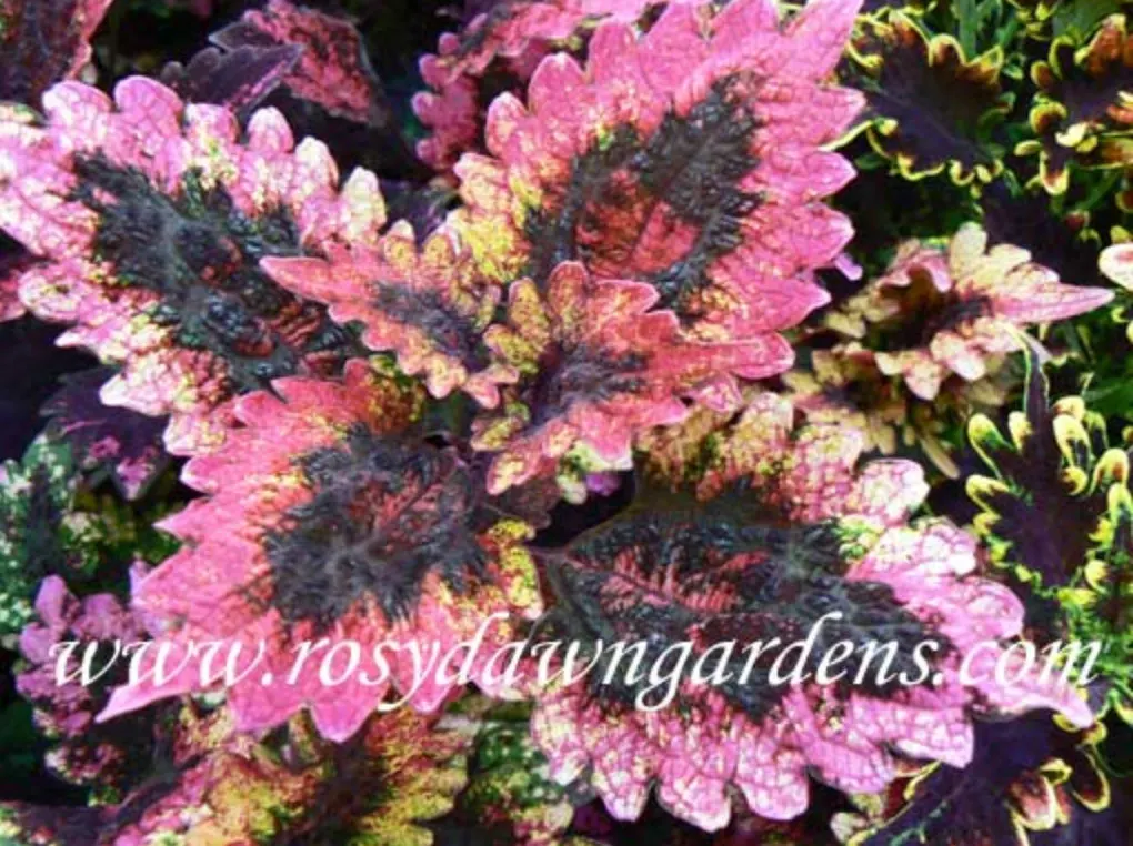 purple-coleus-florida-sun-rose