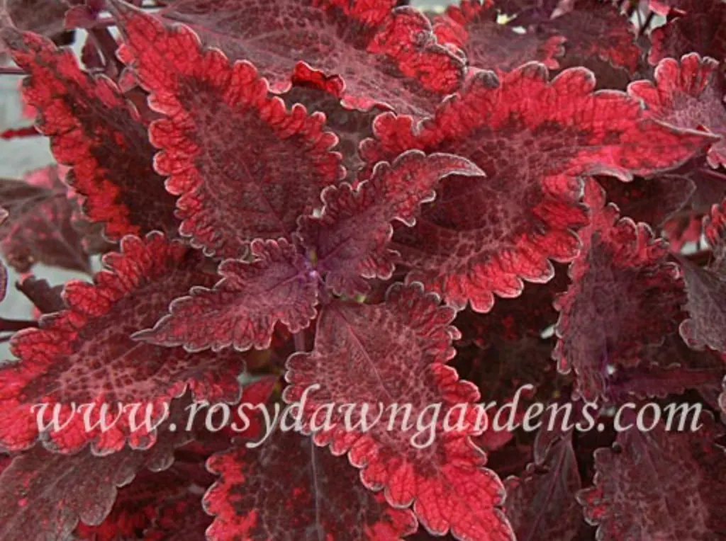 purple-coleus-hot-sauce