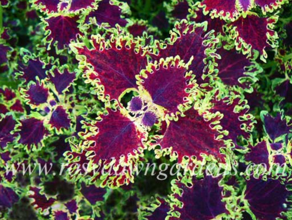 purple-coleus-inky-toes