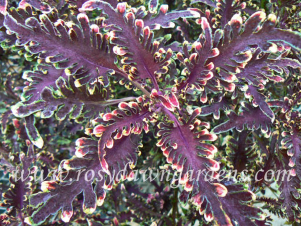 purple-coleus-kiwi-fern