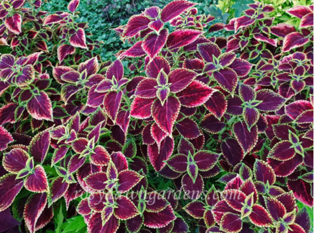 purple-coleus-mexico-gem