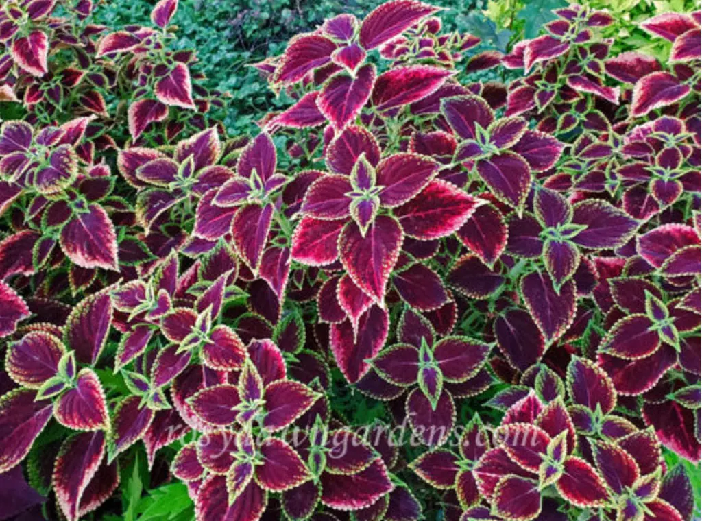 purple-coleus-mexico-gem