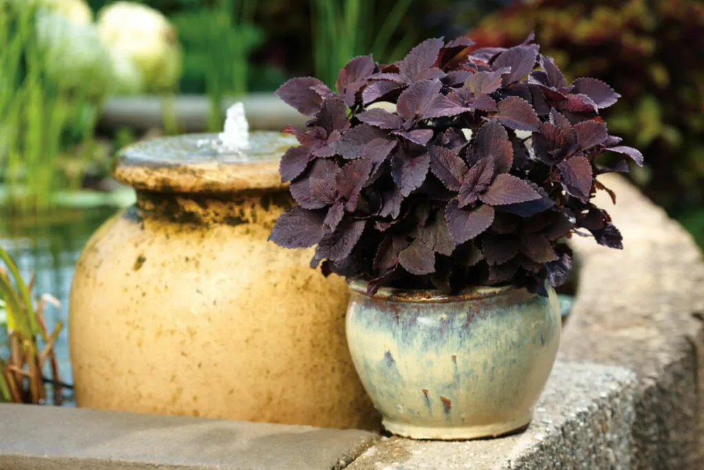 purple-coleus-newly-noir-proven-winners