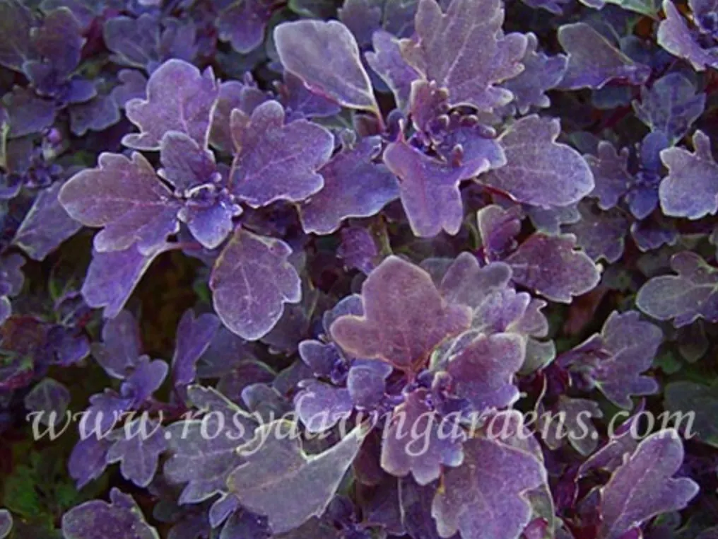 purple-coleus-purple-duckfoot