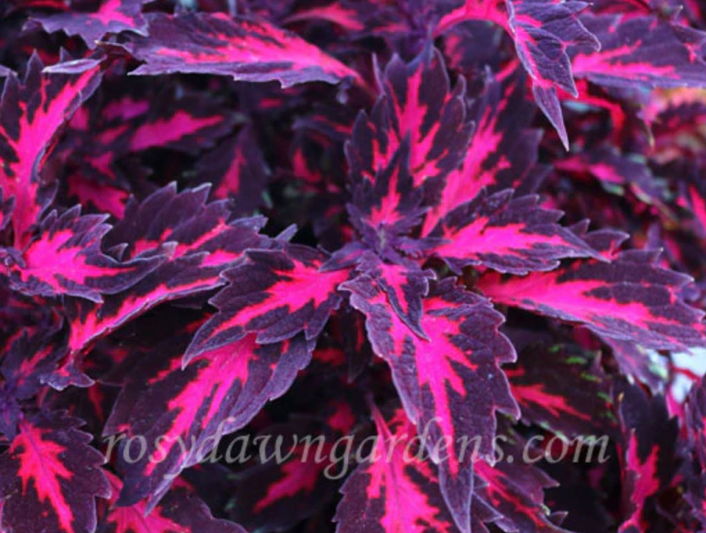 purple-coleus-royalty