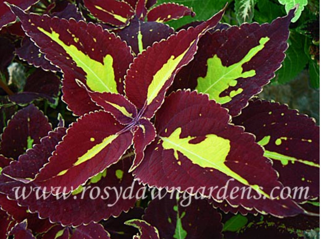 purple-coleus-saturn