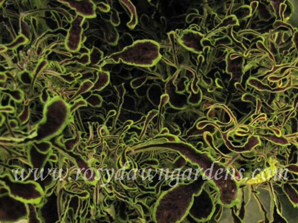 purple-coleus-seaweed