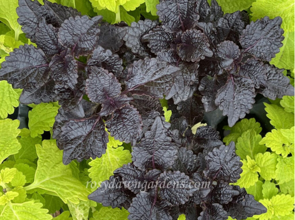 purple-coleus-shiny-shoes