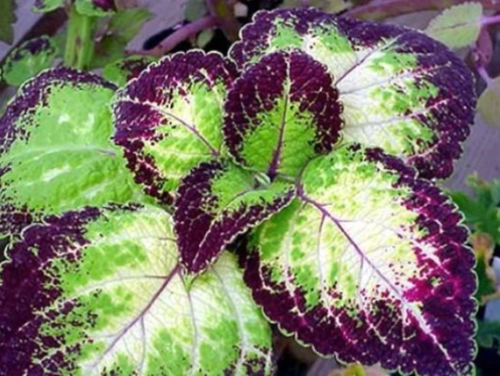 purple-coleus-solar-shadow