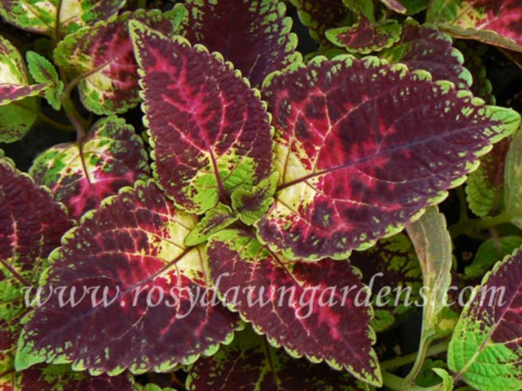 purple-coleus-tapestry