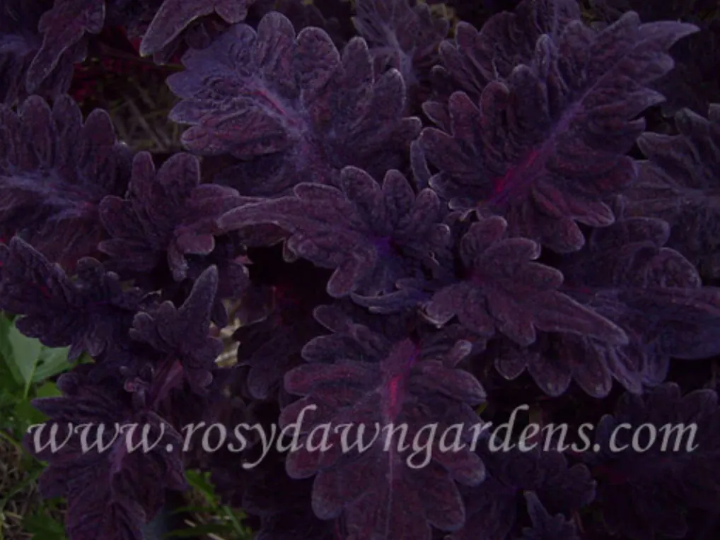 purple-coleus-theatre-velvet