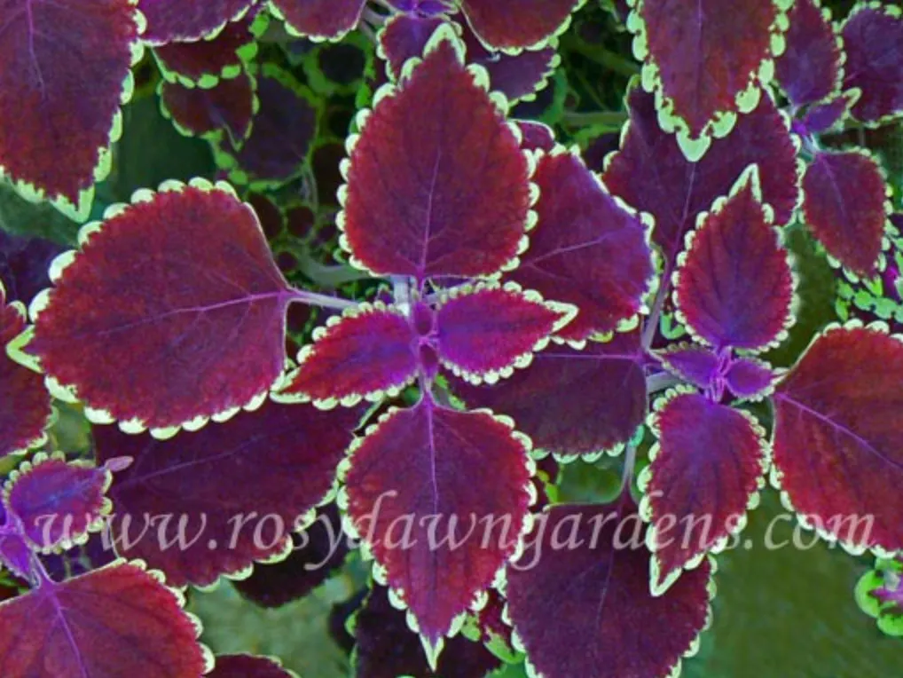 purple-coleus-trailing-garnet-robe