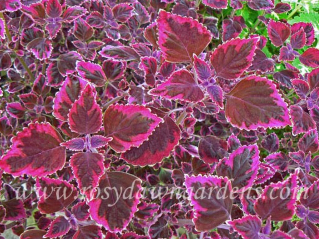 purple-coleus-trailing-plum-brocade