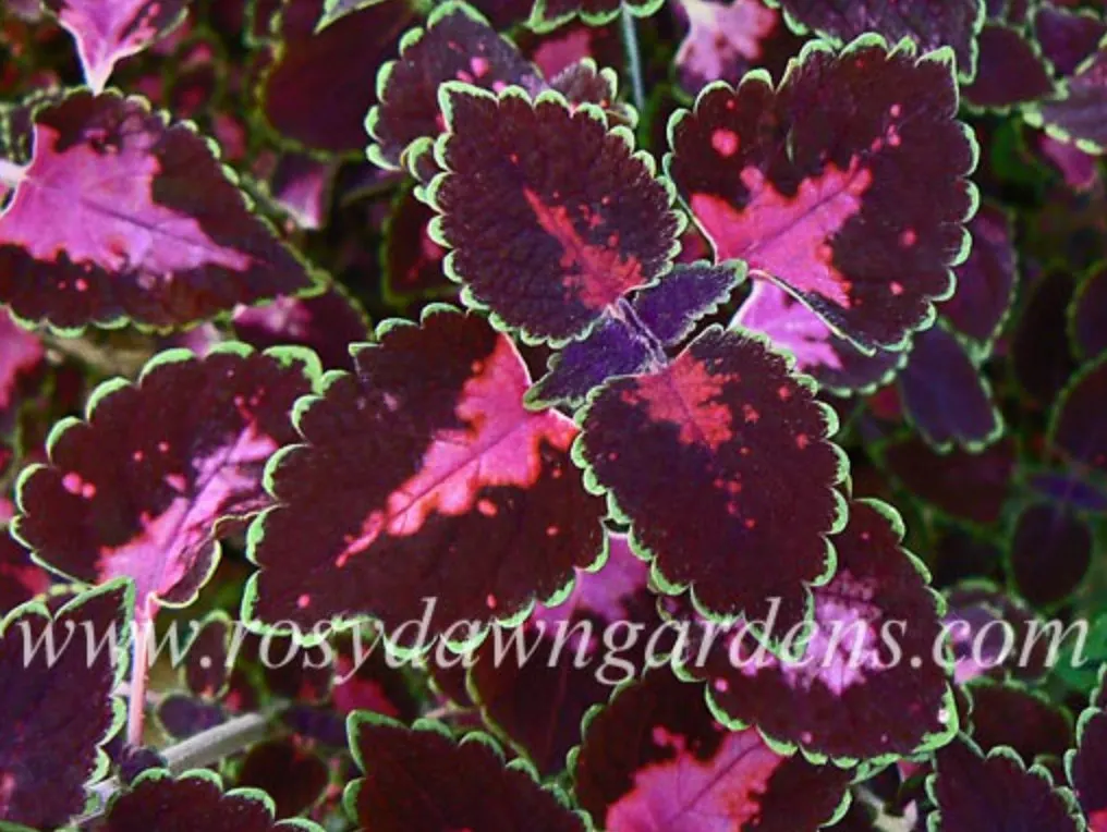 purple-coleus-trailing-rose