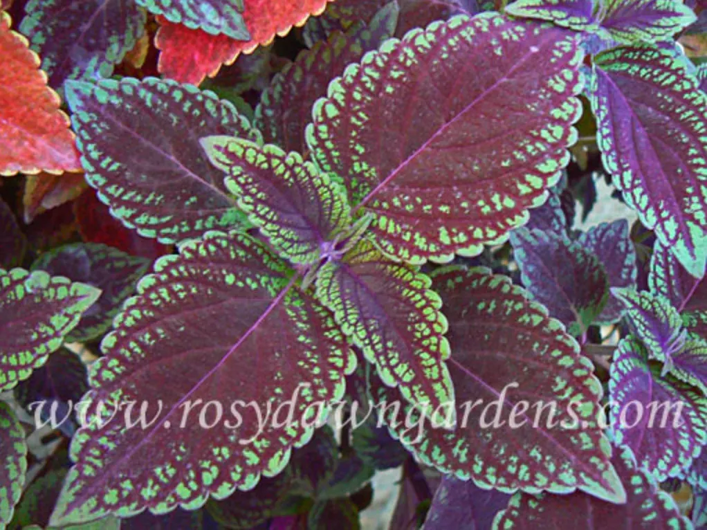 purple-coleus-velvet-lime