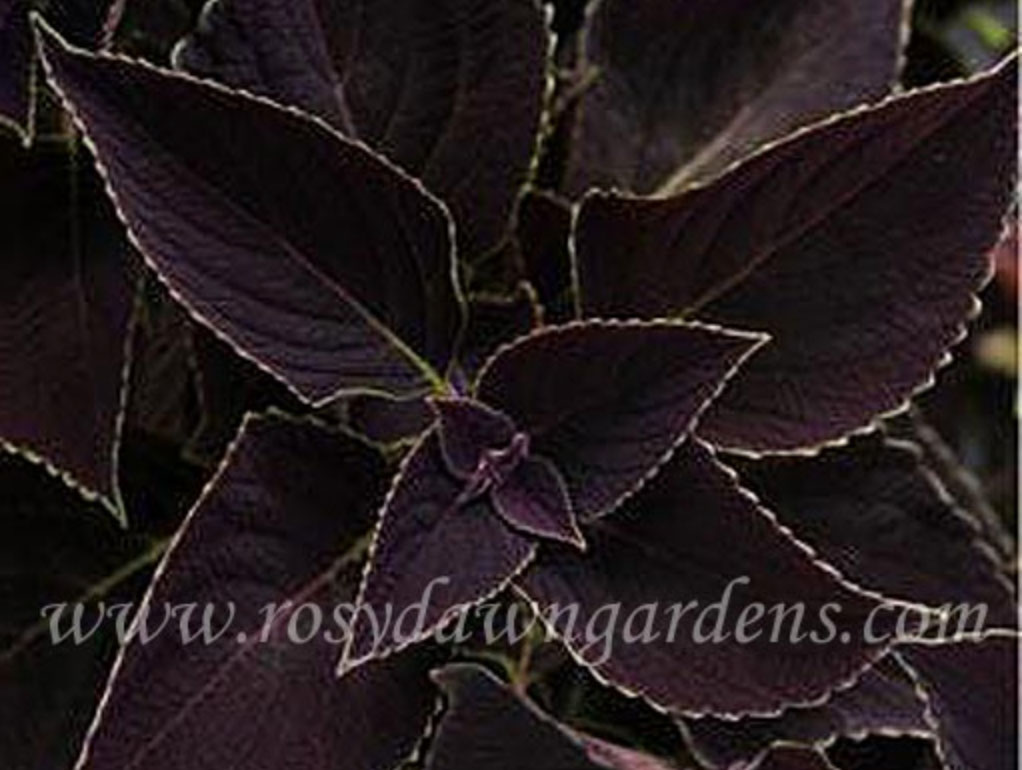 purple-coleus-vino