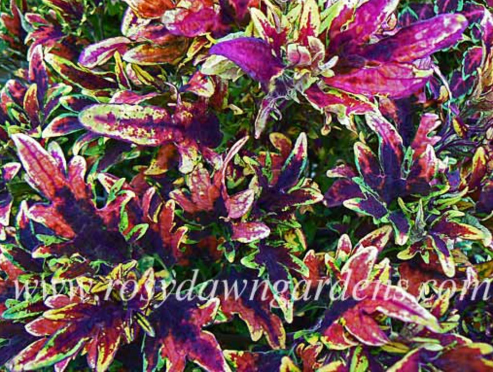 purple-coleus-wildstreak