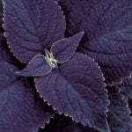 Purple Coleus: 48 Spectacular Varieties for Your Garden purplse-coleus-1200x1200