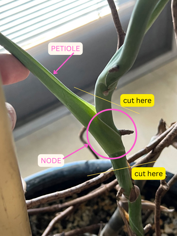 How to Grow Monstera from Node  