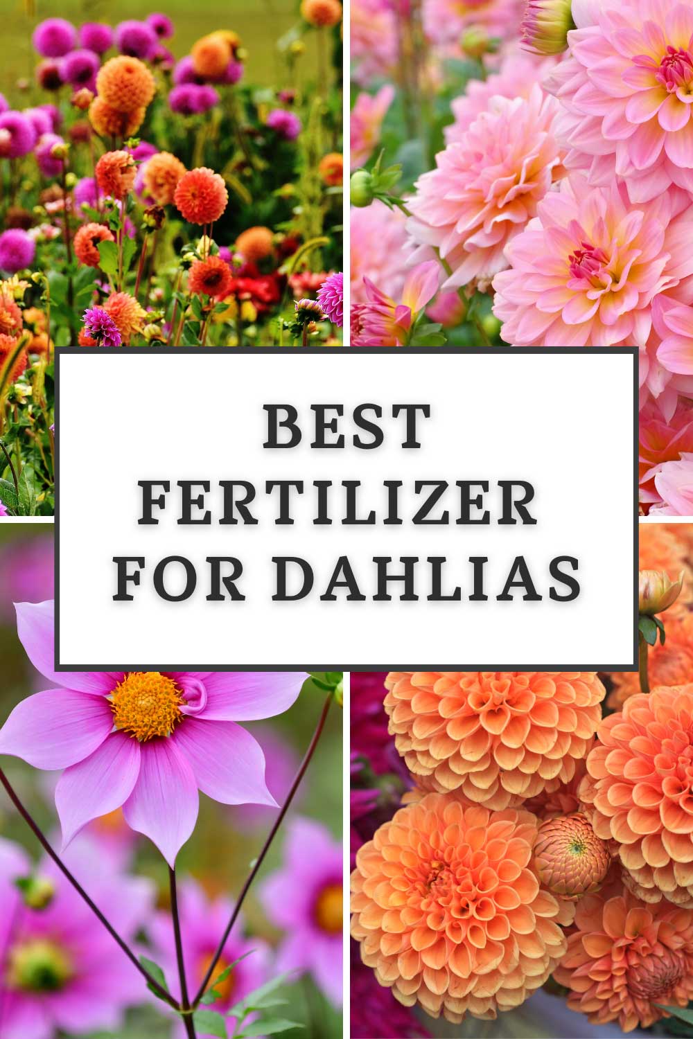 Best Fertilizer For Dahlia Plants For Tons of Blooms