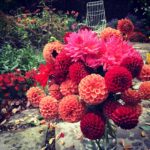 Best Fertilizer For Dahlia Plants For Tons of Blooms dahlia-cut-flowers