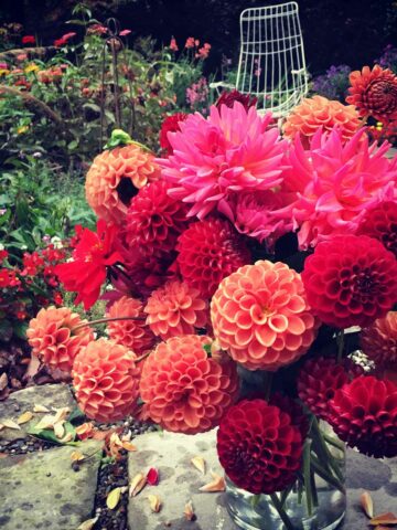 dahlia-cut-flowers