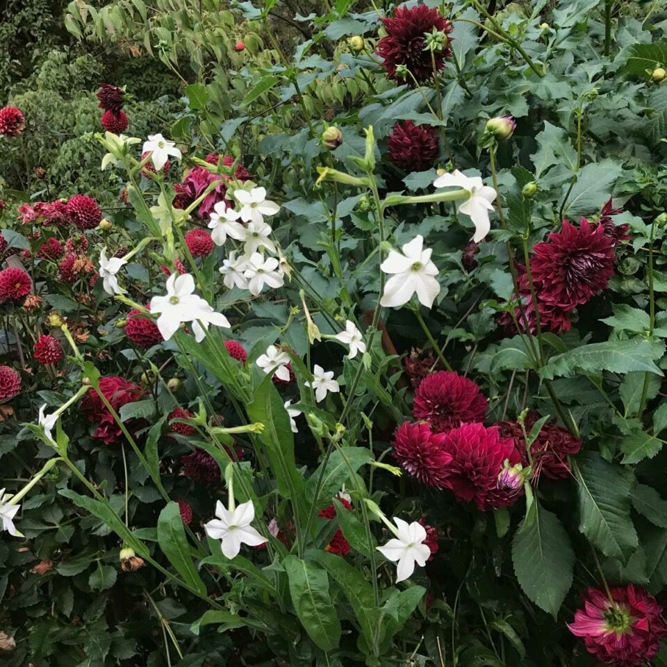 Best Fertilizer For Dahlia Plants For Tons of Blooms