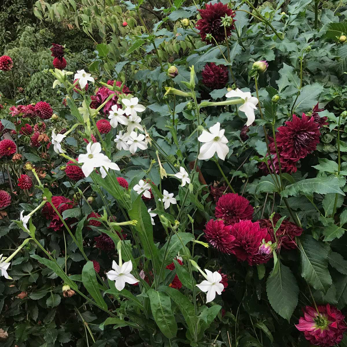 Best Fertilizer For Dahlia Plants For Tons of Blooms