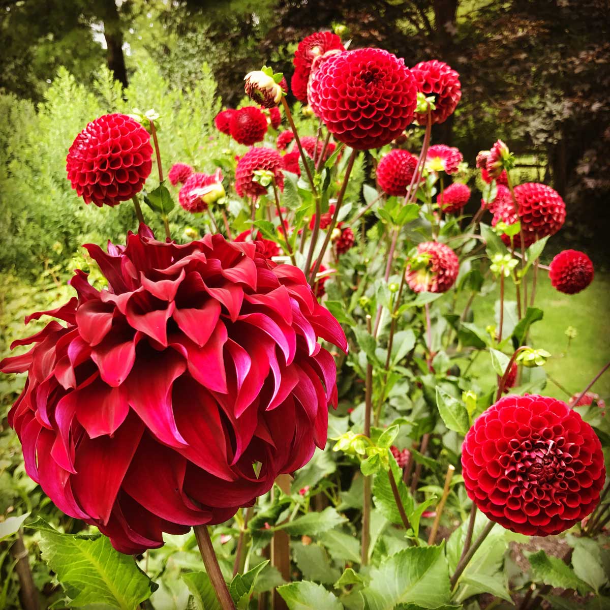 Best Fertilizer For Dahlia Plants For Tons of Blooms