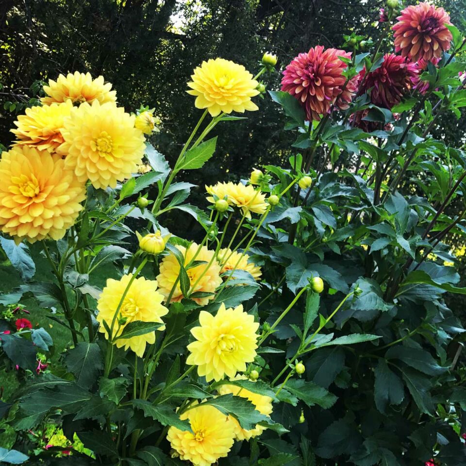 Best Fertilizer For Dahlia Plants For Tons of Blooms