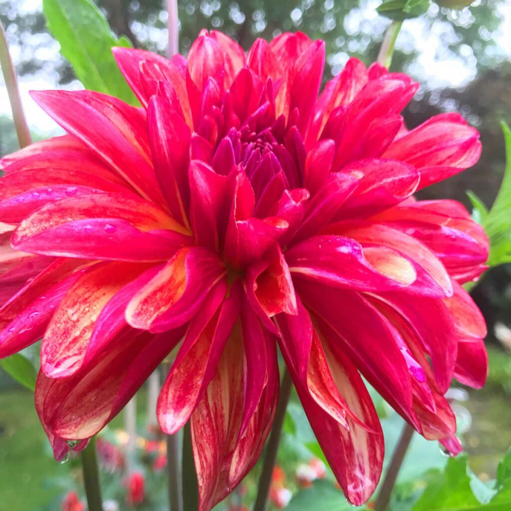 best-fertilizer-for-dahlia