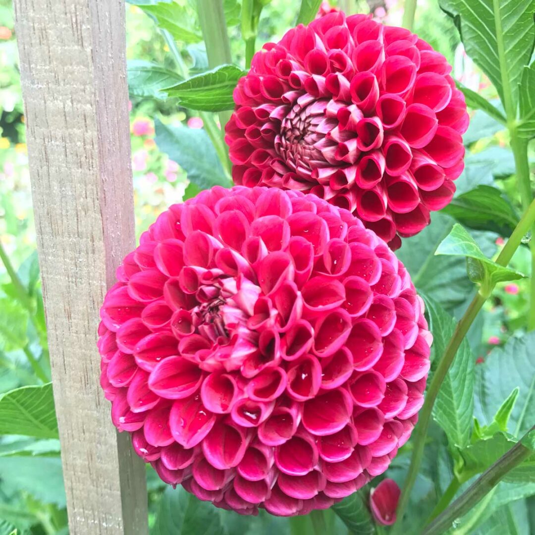 Best Fertilizer For Dahlia Plants For Tons of Blooms