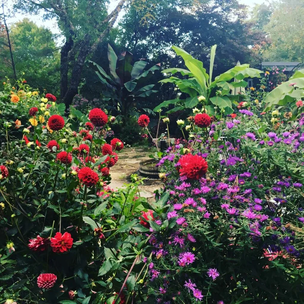dahlias-in-the-garden