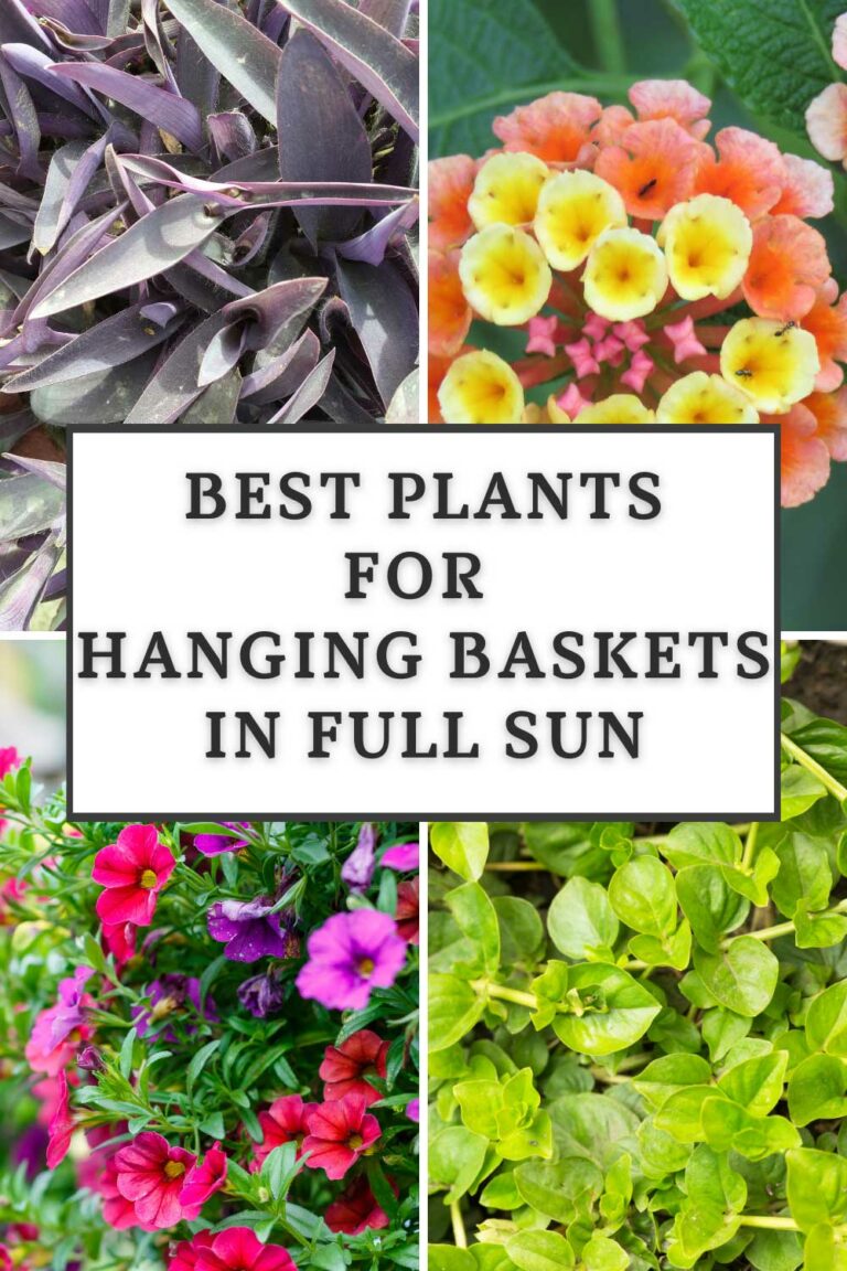 35 Best Plants for Hanging Baskets in Full Sun