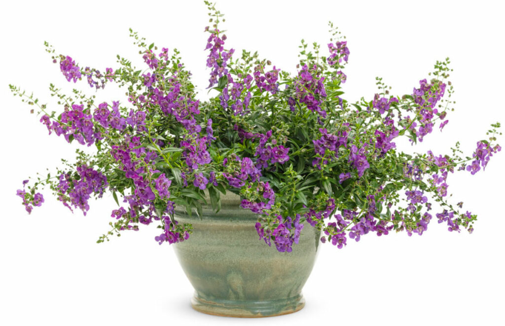 best-plants-for-hanging-baskets-in-full-sun-angelonia