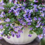 35 Best Plants for Hanging Baskets in Full Sun best-plants-for-hanging-baskets-in-full-sun-bacopa