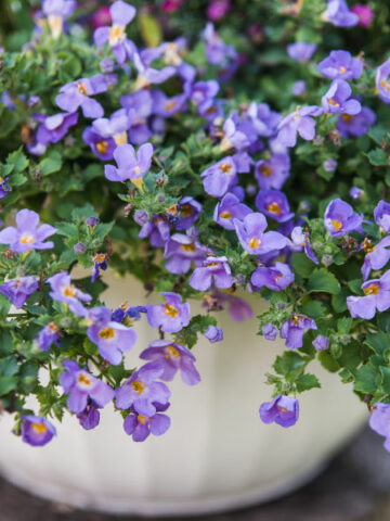 best-plants-for-hanging-baskets-in-full-sun-bacopa