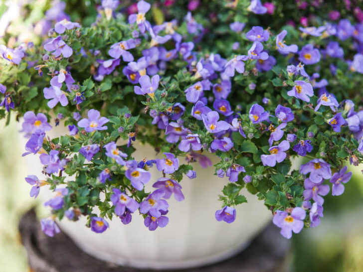 35 Best Plants for Hanging Baskets in Full Sun