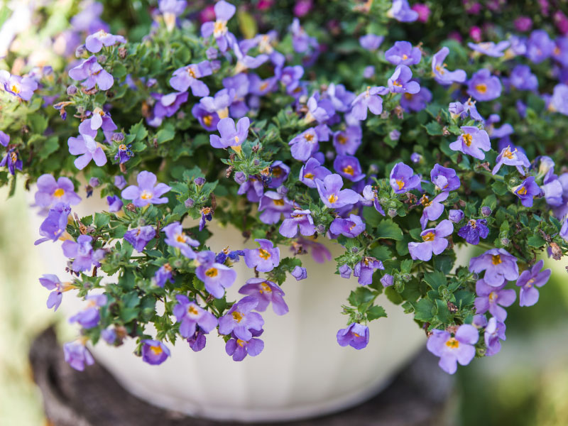 best-plants-for-hanging-baskets-in-full-sun-bacopa