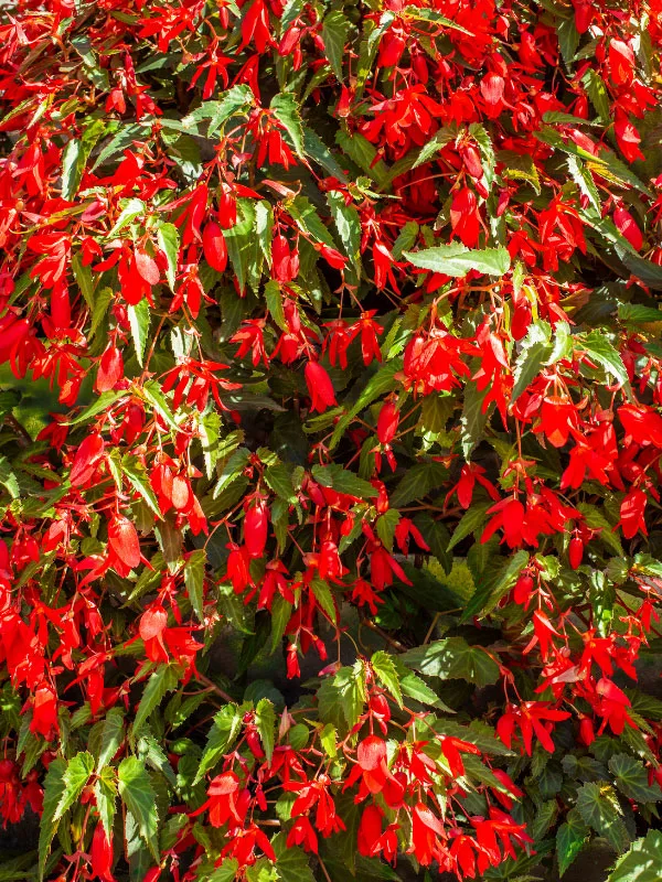 best-plants-for-hanging-baskets-in-full-sun-begonia-boliviensis