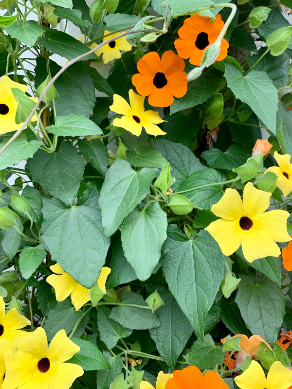 best-plants-for-hanging-baskets-in-full-sun-black-eyed-susan-vine
